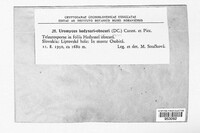 Uromyces hedysari-obscuri image